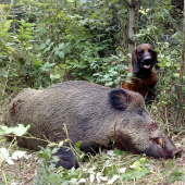 Dneska - Kňourek:-))