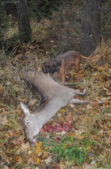 Po dostřelu-memor.B.G. Polsko