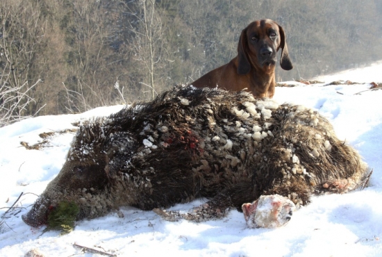 neplánovaná dohľadávka