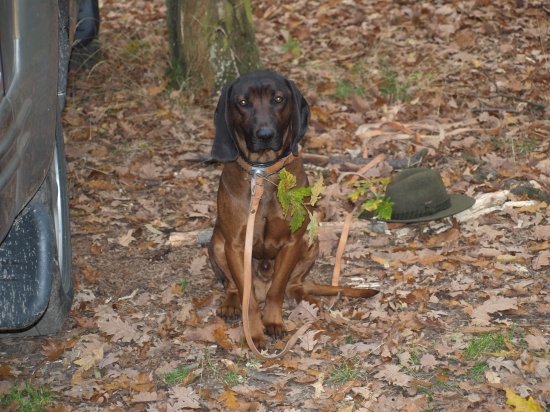 Odložený po uspešnej  dohladávke muflóna