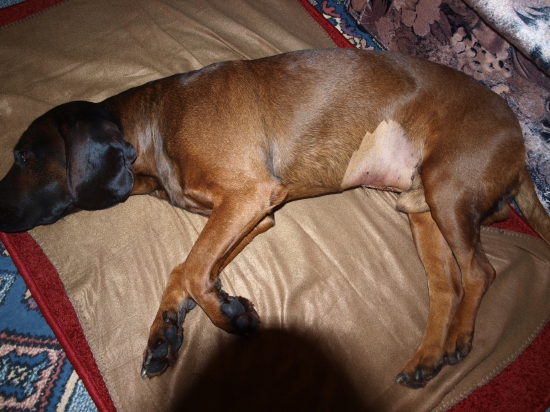 Bojar po operácii žalúdka