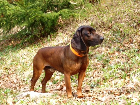 BOJAR MATEJOVA DOLINA