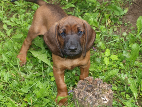 Erco z Babinej hory 10.týždňov