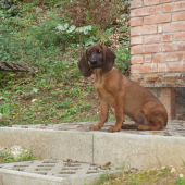 Erco