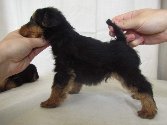 darken hladá nového pána :-)