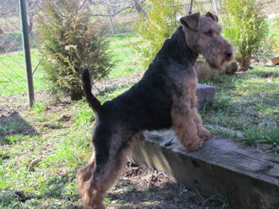 elegant killer of slovakia vineyard