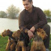 welsh terriers