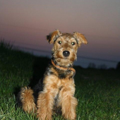 model