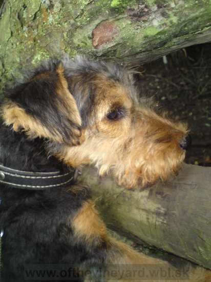 orka číha na diviaky