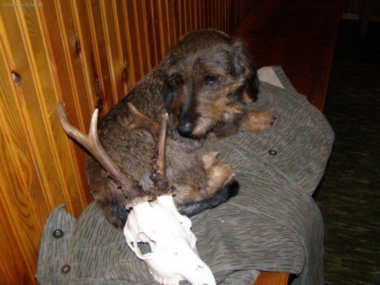 Feda a jej Dohladadany brondz.