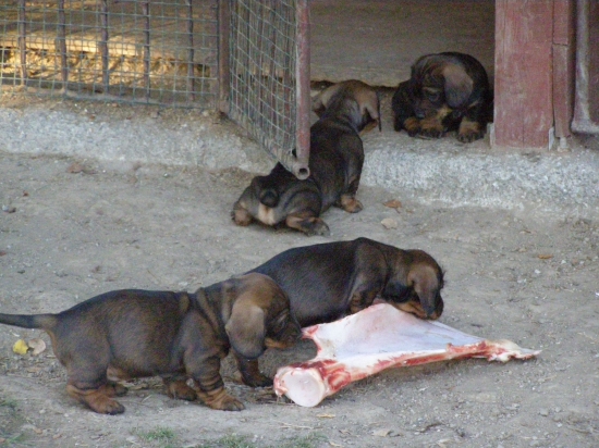Chovateľská stanica rodbach