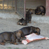Chovateľská stanica rodbach