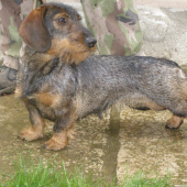 Chovateľská stanica rodbach
