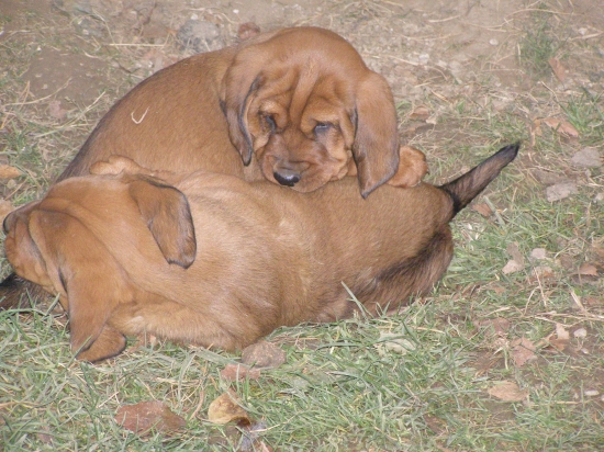 Chovateľská stanica rodbach