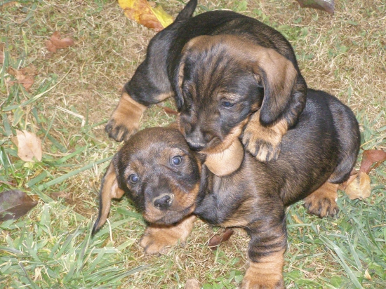 Chovateľská stanica rodbach F
