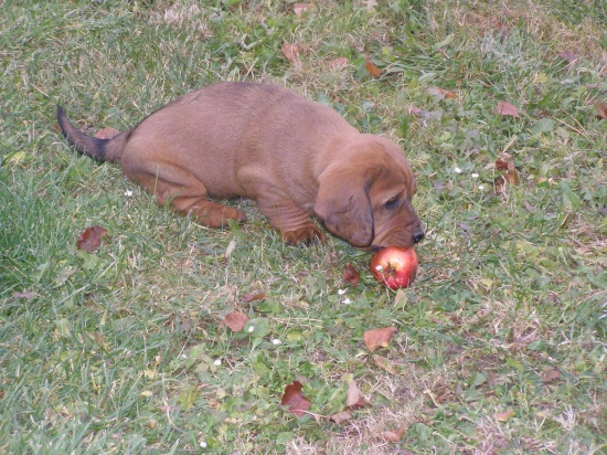 chovatelska stanica rodbach G