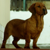 Golem Rodbach 4 mesiace