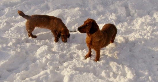 Chovateľská stanica rodbach