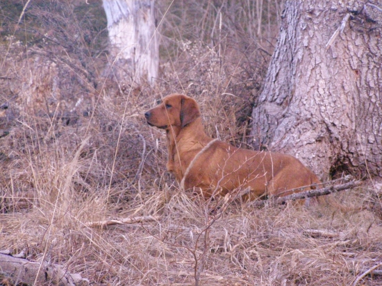 sčítanie zveri z Golemom Rodbach