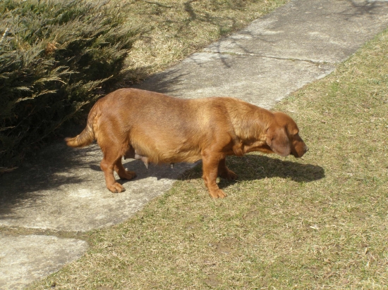 div.Idea od SV.Huberta už onedlho