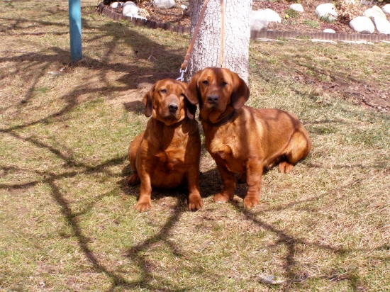 div.Idea od SV.Huberta a jej syn Golem Rodbach
