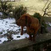 Golem Rodbach