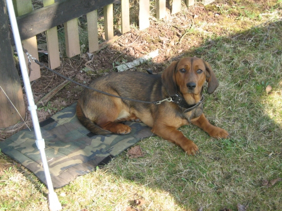 Garisa Rodbach na Morave