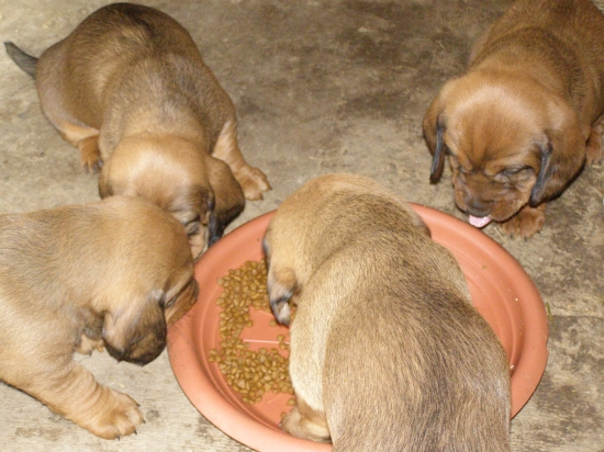 Chovateľská stanica rodbach