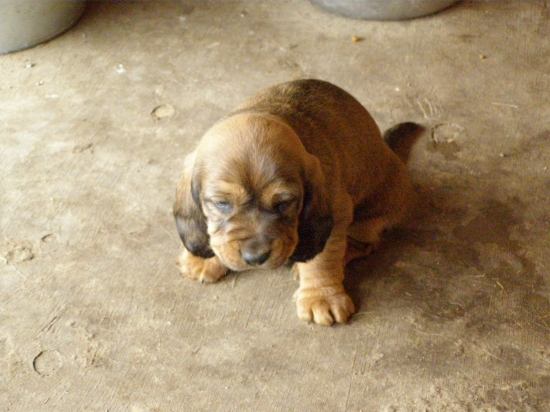 Chovateľská stanica rodbach