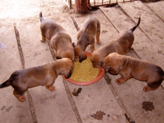 Chovateľská stanica rodbach
