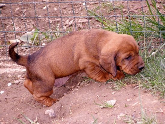 Horal Rodbach-budúci šampión
