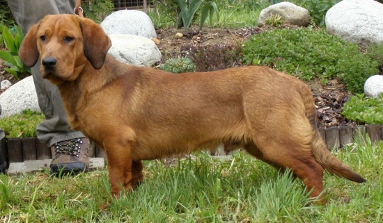 Golem Rodbach 9 mesiacov