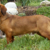 Golem Rodbach 9 mesiacov