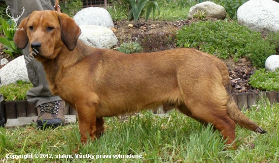 Golem Rodbach 9 mesiacov