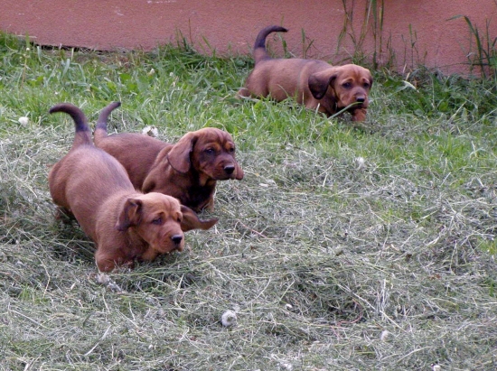 Chovateľská stanica rodbach