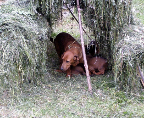 Chovateľská stanica rodbach