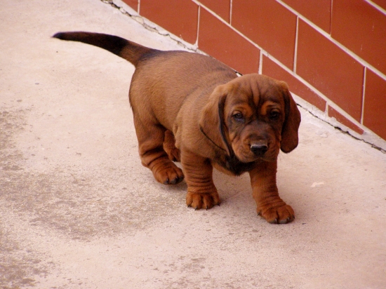 Horal Rodbach- Ešte volný