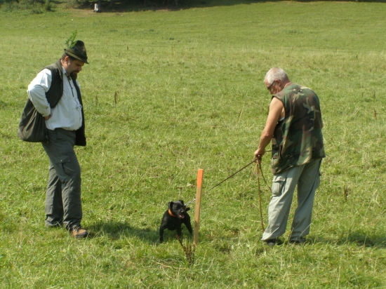 Výcvikový deň pre poľovné psy Poprad-Dubina