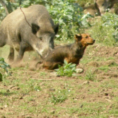 Garisa Rodbach