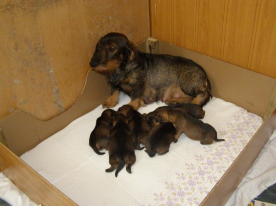 Chovateľská stanica Rodbach vrh-CH