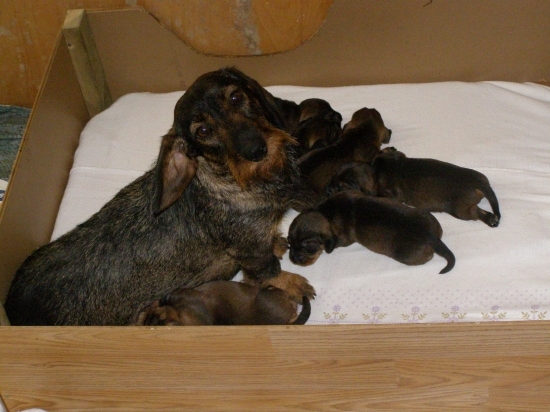 Chovateľská stanica Rodbach vrh-CH