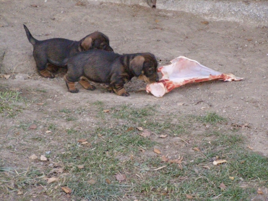 Chovateľská stanica Rodbach vrh-CH