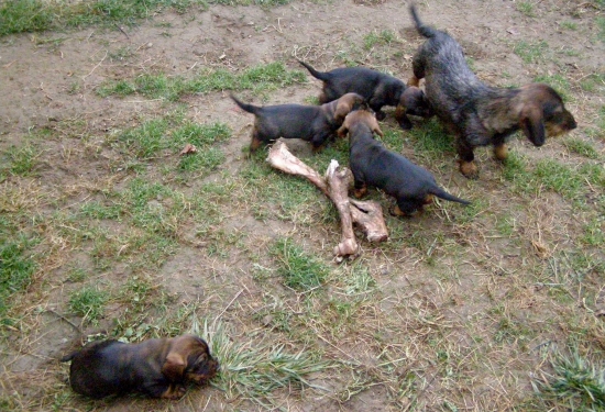 Chovateľská stanica Rodbach vrh-CH