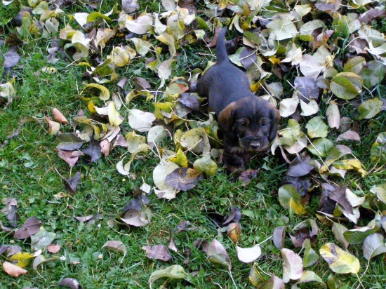 Chovateľská stanica Rodbach vrh-CH