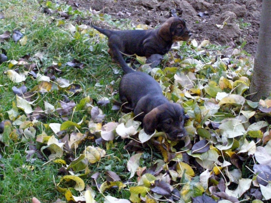 Chovateľská stanica Rodbach vrh-CH