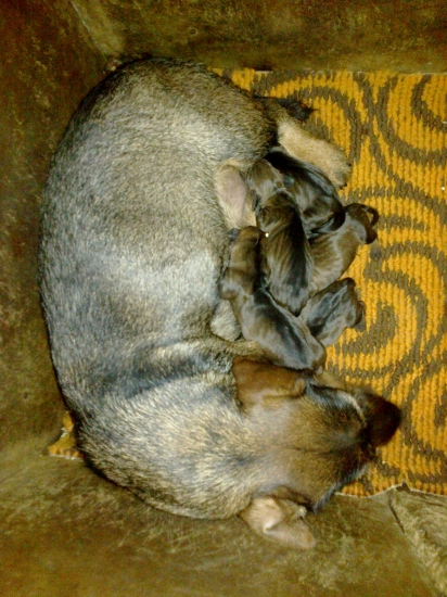 chovatelska stanica Rodbach vrh I a sme na svete