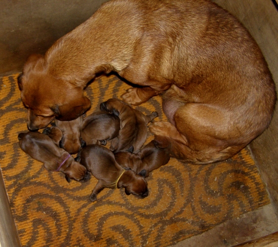 chovateľská stanica Rodbach vrh J, AJD