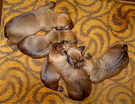 chovateľská stanica Rodbach vrh J, AJD