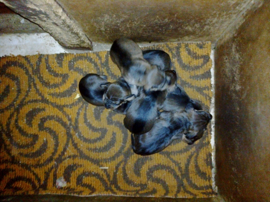 chovatelska stanica Rodbach vrh I ,oči otvorené