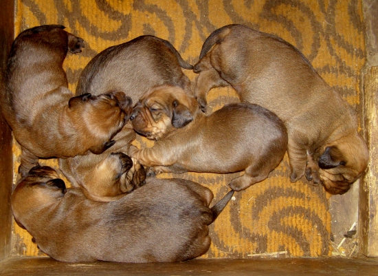 chovateľská stanica Rodbach vrh J, AJD 14 DNI